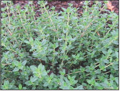 Harvest, Store and Preserve Herbs in the Garden