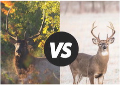 Know the target, beware of shooting elk or moose Know the target, beware of shooting elk or moose