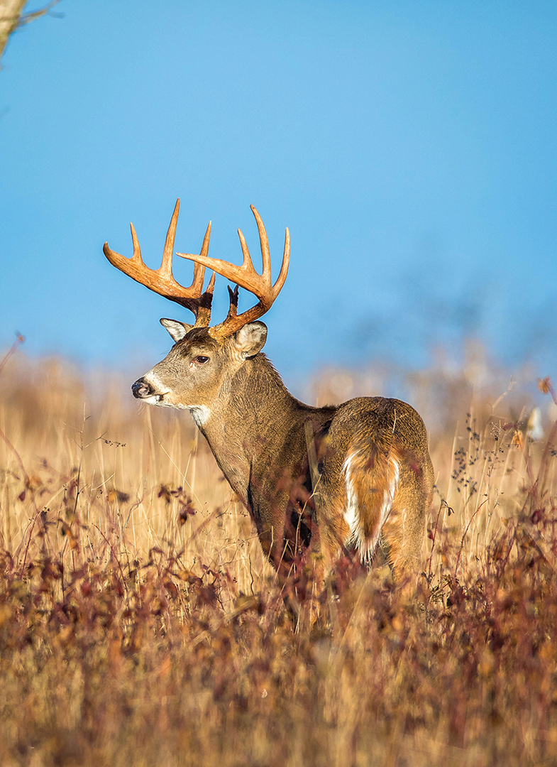 Make the archery/crossbow seasons as safe as can be