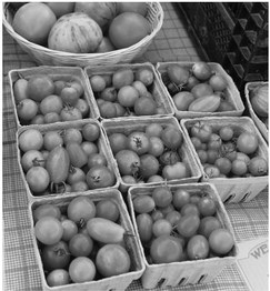 Tomato season is right around the corner Tomato season is right around the corner