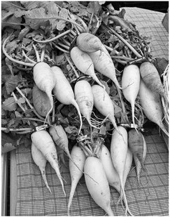 Daikon Radish now at Farmer’s Market