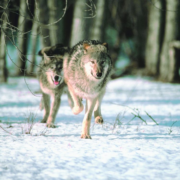 Winter wolf survey results indicate healthy population Winter wolf survey results indicate healthy population