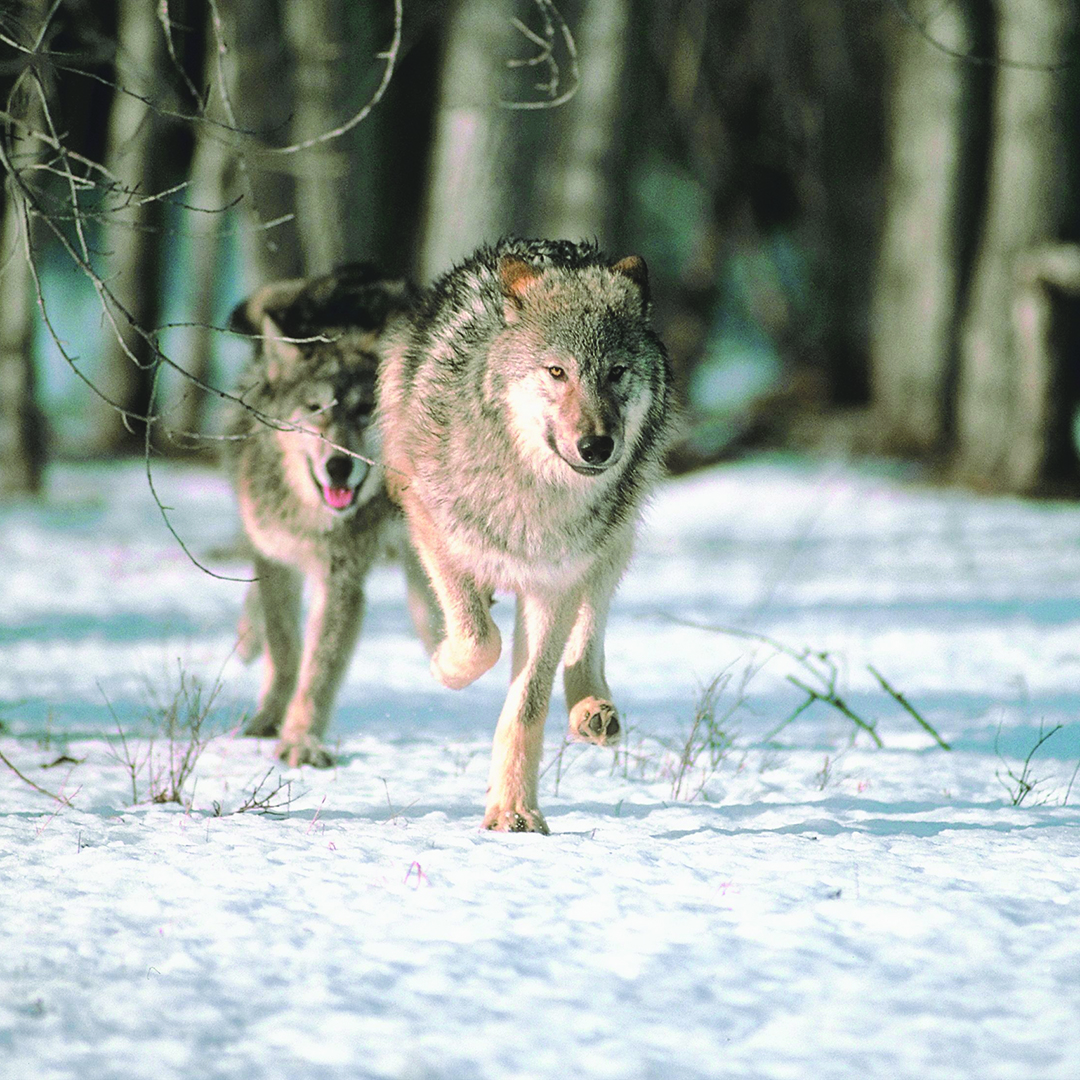 Winter wolf survey results indicate healthy population