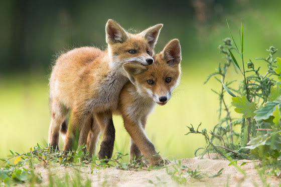Posters should reflect keeping all wildlife wild Posters should reflect keeping all wildlife wild