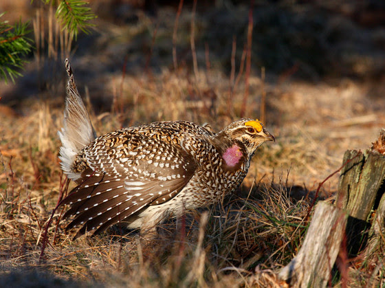 Sharp-tailed grouse fall season remains closed