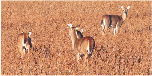 residences, and would include hunting …. residences, and would include hunting ….
