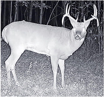 Years in the making, drop-tine buck and hunter finally meet with some incredible timing