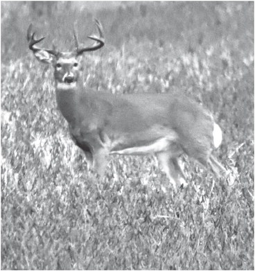 Gun deer season outlook