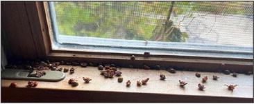 Ladies and gentlemen…the beetles