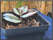 Boost Your Indoor Garden’s Beauty