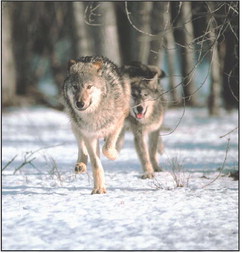 State wolf management plan proposed to public