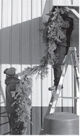 Tips to keep your tree fresh this holiday season