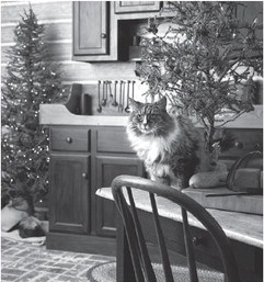 How to pet proof your home when decking the halls