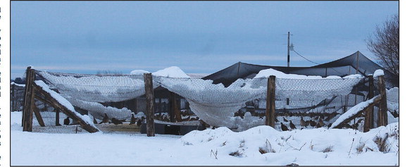 ‘A real Christmas gift’: Volunteers help local pheasant farm rebound after storm