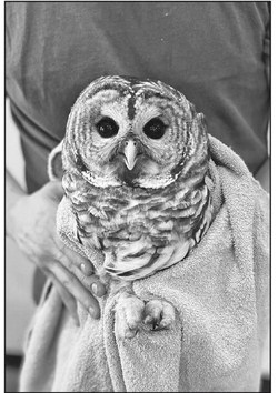Loyal area couple rescues owl