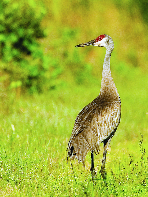 Droves of birds returning to state, for spring migration