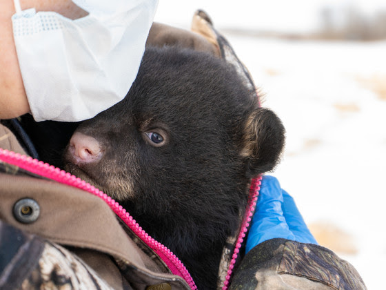 Stumbling across a black bear den is invaluable Stumbling across a black bear den is invaluable