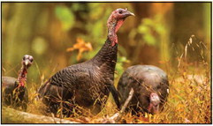 Turkey season means increased awareness outdoors