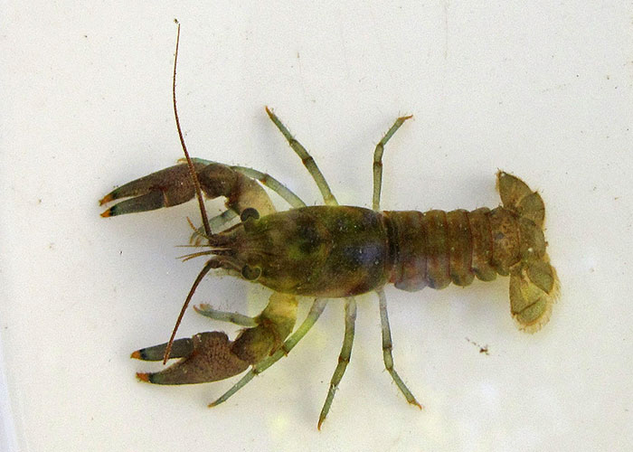 Beware the attack of the crawfish invaders Beware the attack of the crawfish invaders