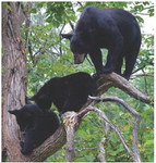 Take precautions to avoid conflicts with bears Take precautions to avoid conflicts with bears