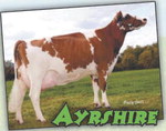 What kind of cow is that? What kind of cow is that?