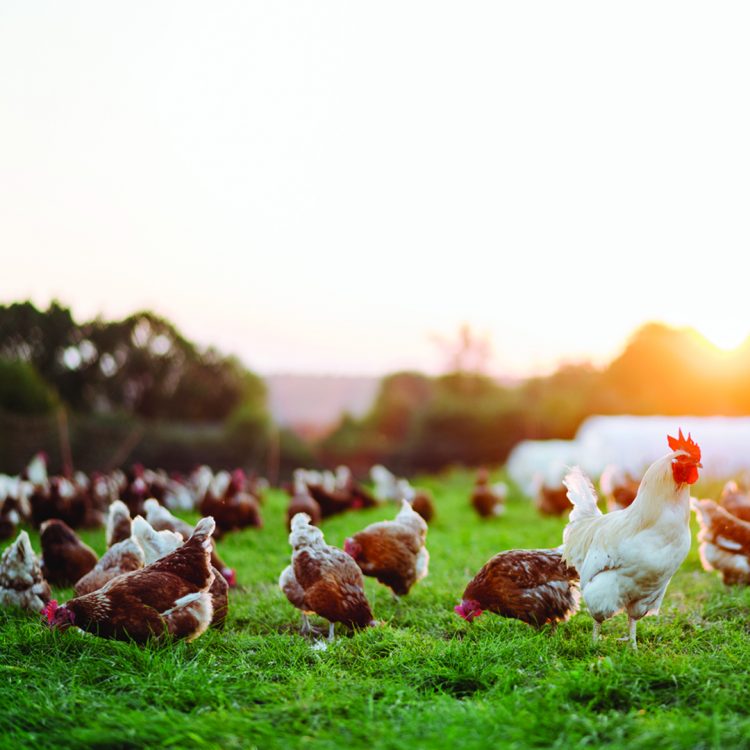 Are animal products truly free range or grass fed? Are animal products truly free range or grass fed?