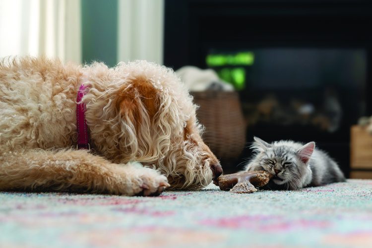 Natural disasters won’t wait for packing pet supplies Natural disasters won’t wait for packing pet supplies