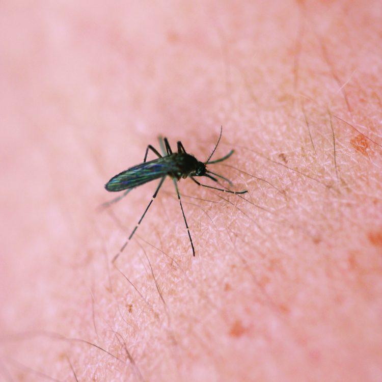 West Nile virus was found in a human West Nile virus was found in a human