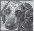 Clark County Humane SoCiety ‘Pet ….