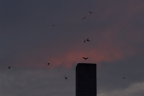 Chimney swifts need our help as their numbers decline