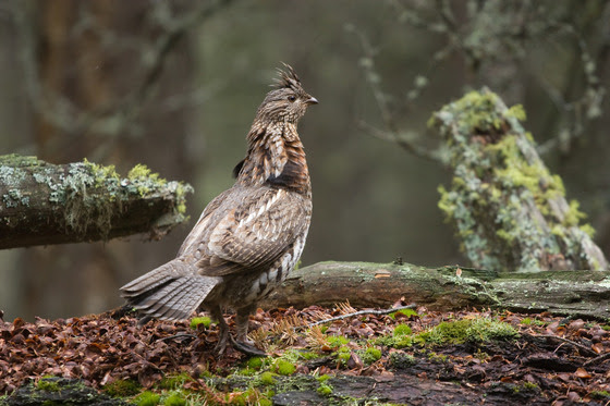 Public’s help is needed with deer and game bird surveys Public’s help is needed with deer and game bird surveys