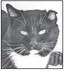 Clark County Humane SoCiety ‘Pet ….