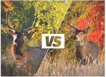 Spot the difference between an elk and white-tailed deer Spot the difference between an elk and white-tailed deer