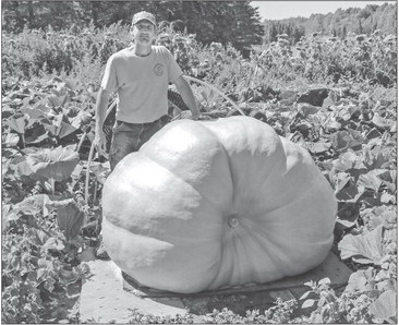 Giant pumpkins