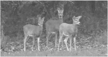 Chippewa County