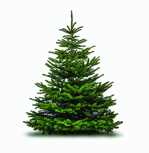 Free seedlings can create new forests in Wisconsin Free seedlings can create new forests in Wisconsin