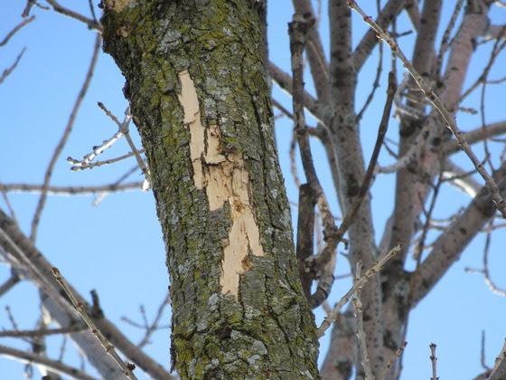 Watch for the signs of EAB