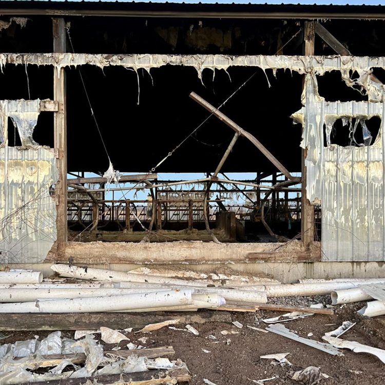 Farm family grieves the loss of cows, in wake of barn fire Farm family grieves the loss of cows, in wake of barn fire