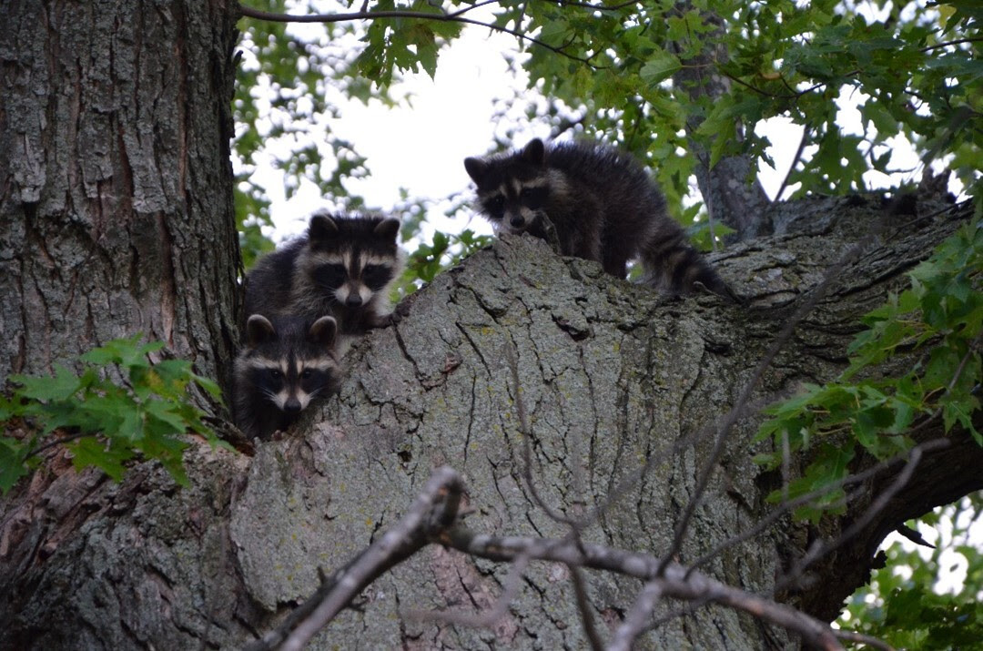 Know when it’s time to leave baby wildlife alone