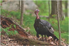 Stay visible to others during turkey season