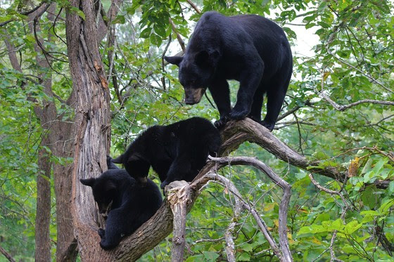 Be bear aware and avoid conflicts with black bears