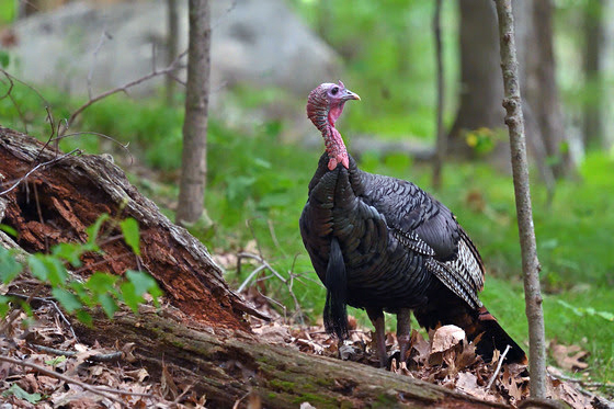 Stay visible to others during turkey season