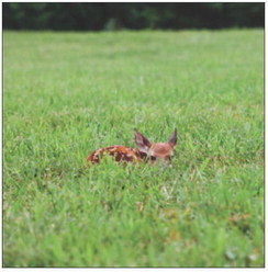 Leave fawns alone, the mother is likely nearby