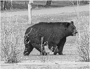 Be bear aware this spring