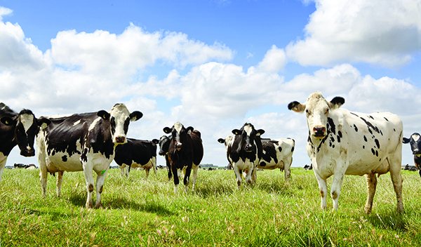Microbiome environment drives a dairy farmer’s health
