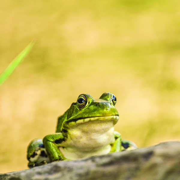 Protecting our amphibians helps us with ecosystems