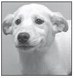 Clark County Humane SoCiety ‘Pet …. Clark County Humane SoCiety ‘Pet ….
