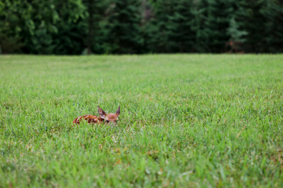 Leave fawns alone, the mother is likely nearby