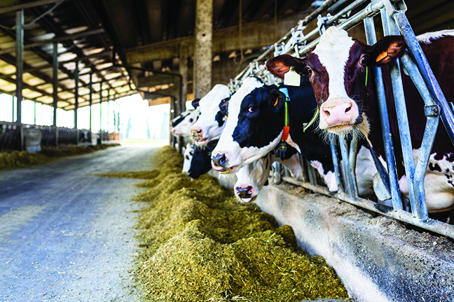 Dairy producers asked to complete and return survey