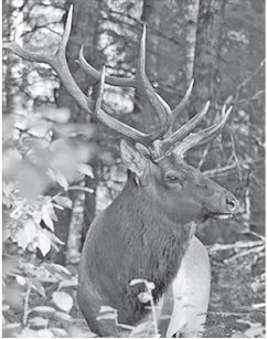 DNR announces 2024 elk hunt application winners